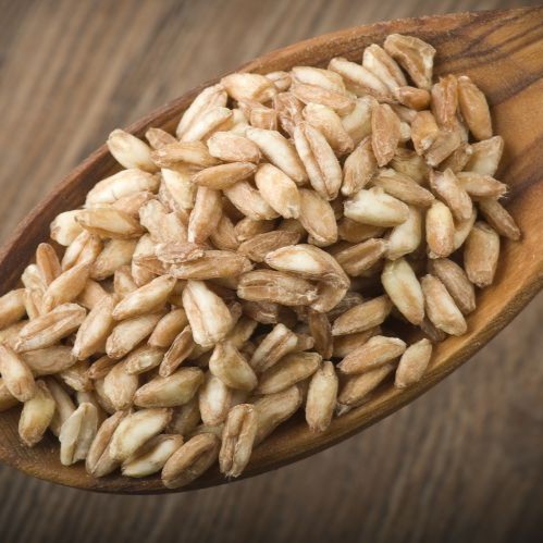 Spelt grains (Triticum spelta) on a wooden spoon – close-up